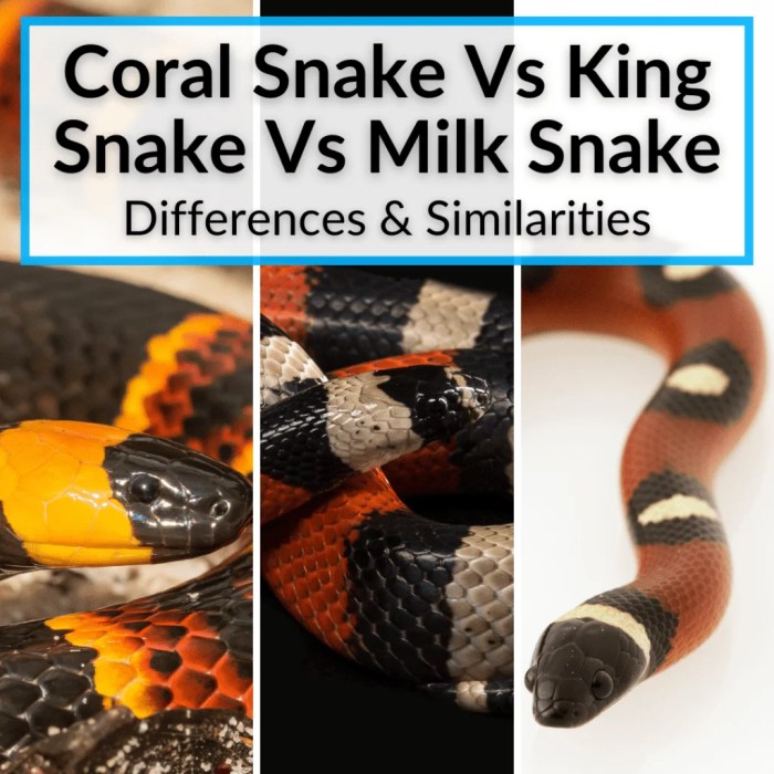 Tell the Difference Between a King Snake and a Coral Snake