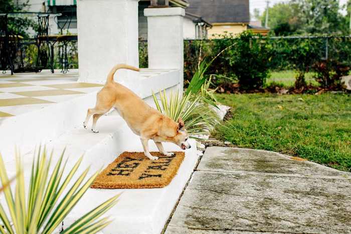 Dog Proof a Garden