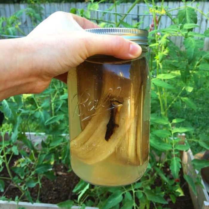 Make Banana Peel Tea