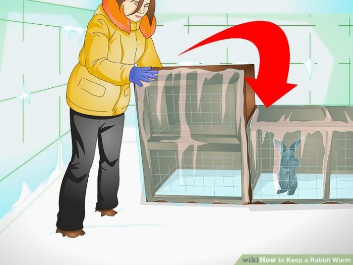 3 Ways to Keep a Rabbit Warm - wikiHow Keep a Rabbit Warm