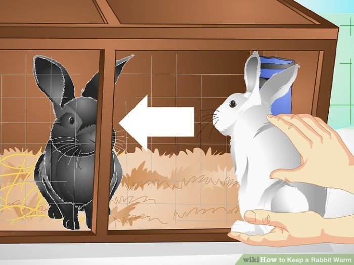 3 Ways to Keep a Rabbit Warm - wikiHow Keep a Rabbit Warm