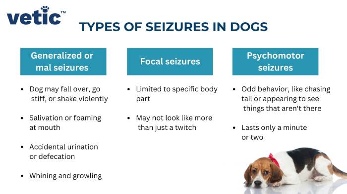 What Are The Signs Of A Dog Having A Seizure Spot Dog Seizure Symptoms
