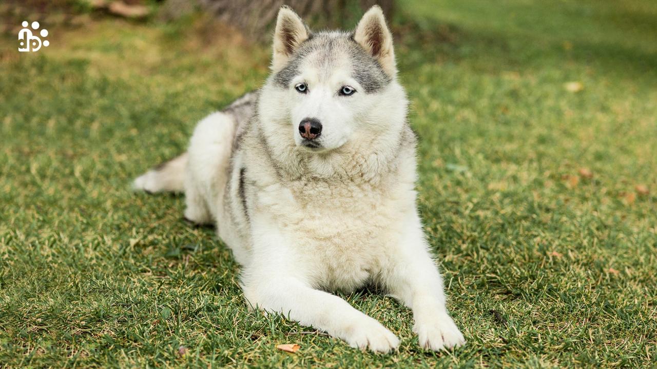 How to Identify a Siberian Husky Identify a Siberian Husky