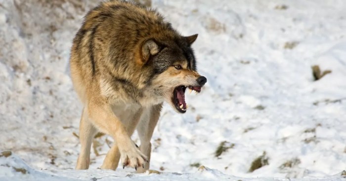 Necropsy in Mexican gray wolf death reveals brutal attack Men killed teen wolf