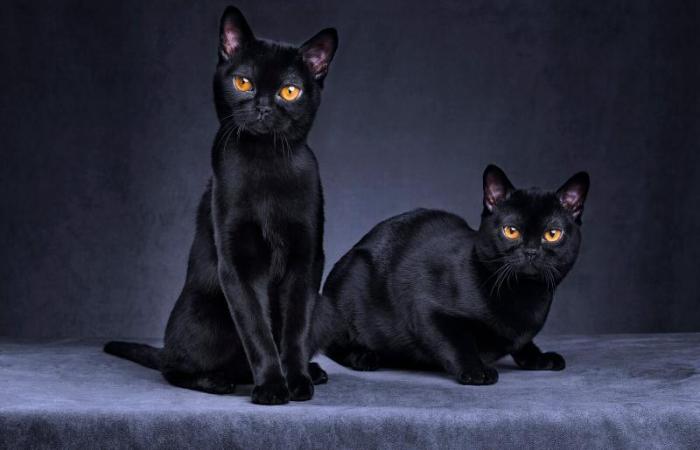Bombay Cat Info, Personality, Kittens, Feeding, Pictures Identify a Bombay Cat
