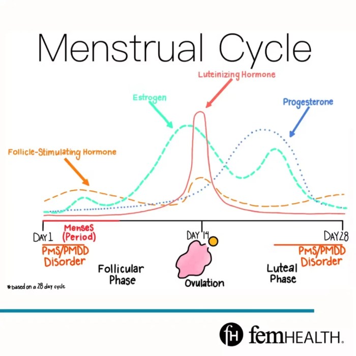 Female Reproductive System - ppt download Determine First Day of Menstrual Cycle
