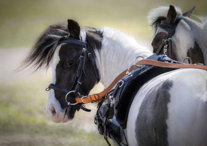 How to Care for a Miniature Horse (with Pictures) - wikiHow Care for a Miniature Horse