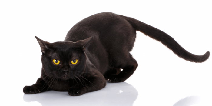 Identify a Bombay Cat