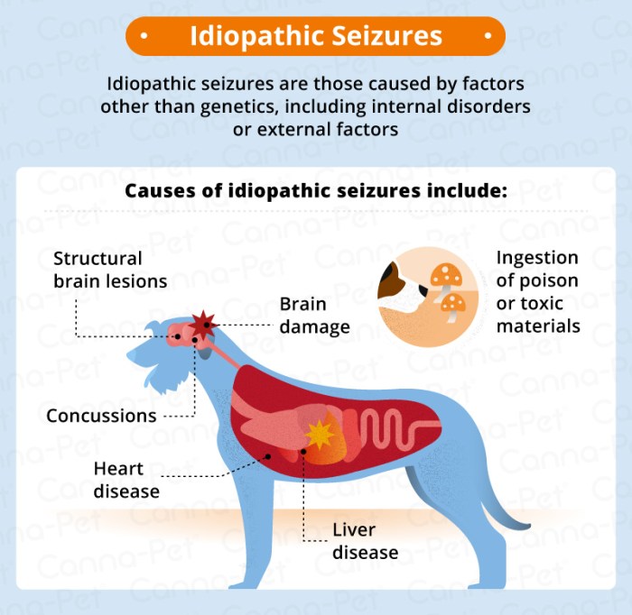 What Do Seizures In Dogs Look Like Spot Dog Seizure Symptoms