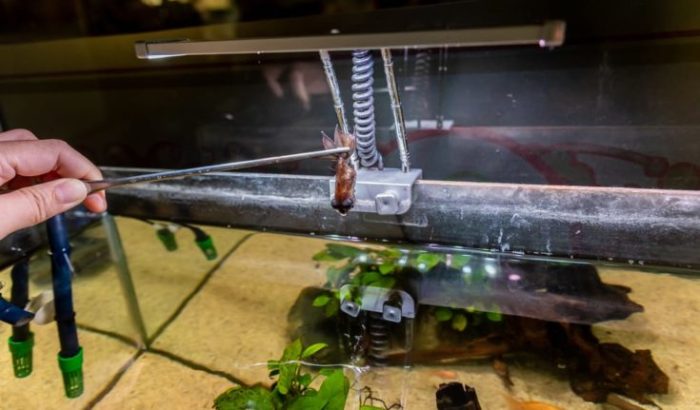 How To Humanely Euthanize Your Fish Humanely Kill a Fish