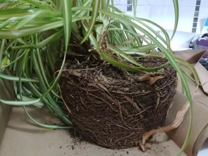 Divide a Spider Plant