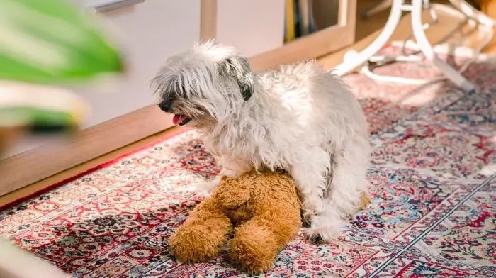 Calm a Sexually Excited Dog