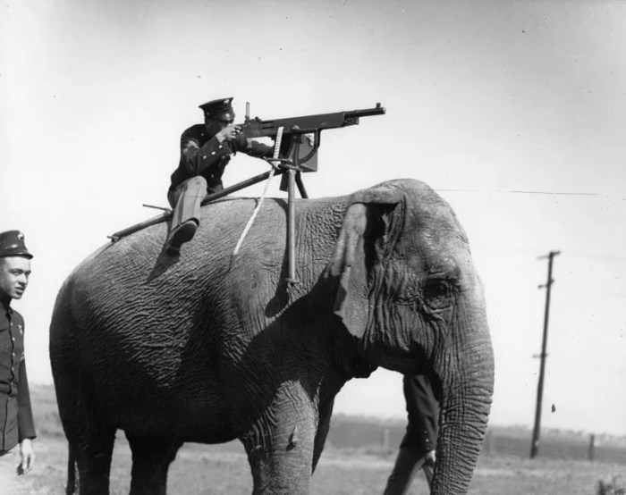 The Killer Elephants | Apple TV Listen major lazer german elephant killer