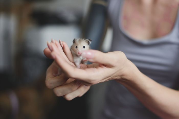 Ways to Keep Your Hamster Healthy - All Pets’ Blog of Current ... Know if Your Hamster Is Healthy