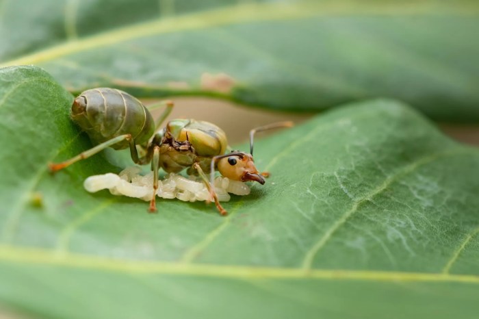Catch a Queen Ant A Deep Dive