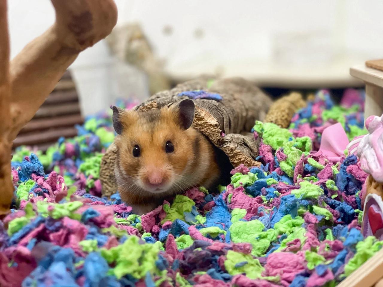 Common Illness Hamsters Get - What to watch out for | Pet care, Pet ... Spot Illness in Hamsters