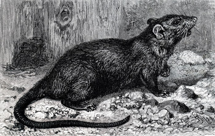 Get Rid of Fleas on Rats