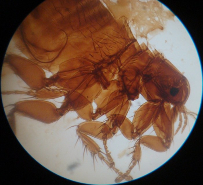 Get Rid of Fleas on Rats