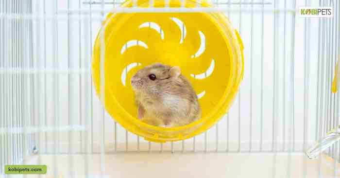 Top 12 Ways to Keep Your Hamster Healthy - Kobi Pets Know if Your Hamster Is Healthy