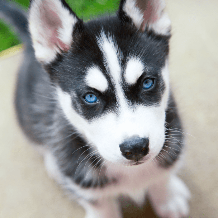 Identify a Siberian Husky