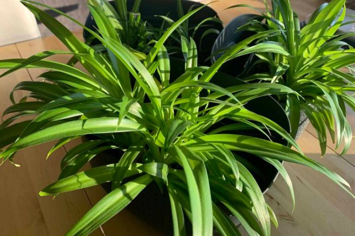 Divide a Spider Plant