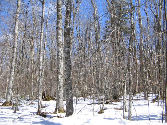 File:Winter forest.jpg - Wikimedia Commons Grieves winter the wolves