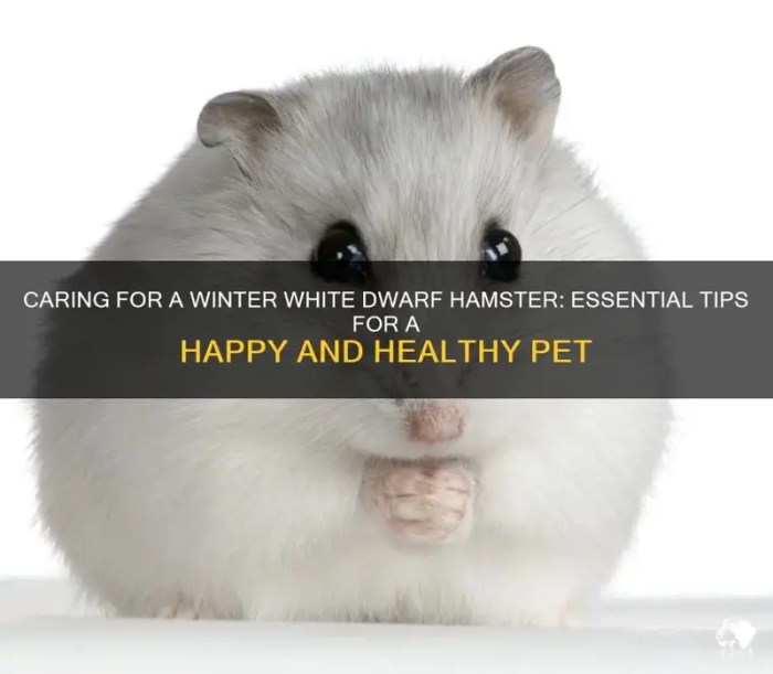 Care for Winter White Dwarf Hamsters