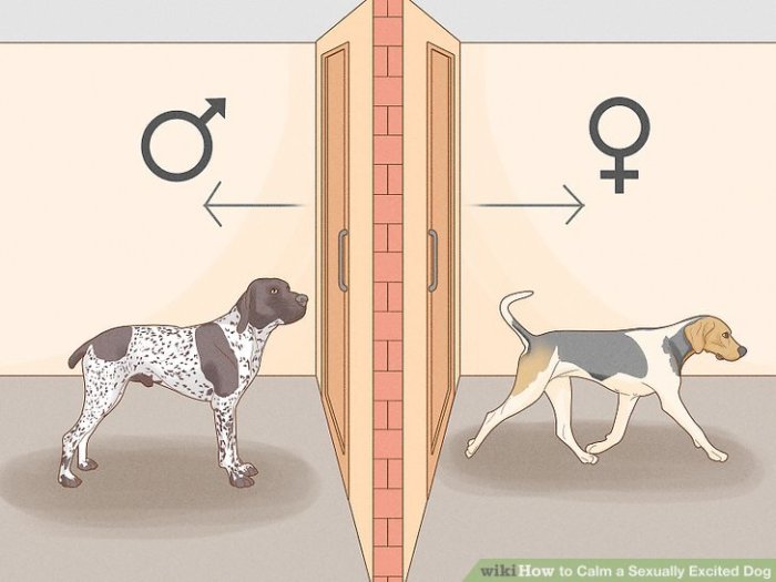 Calm a Sexually Excited Dog A Guide