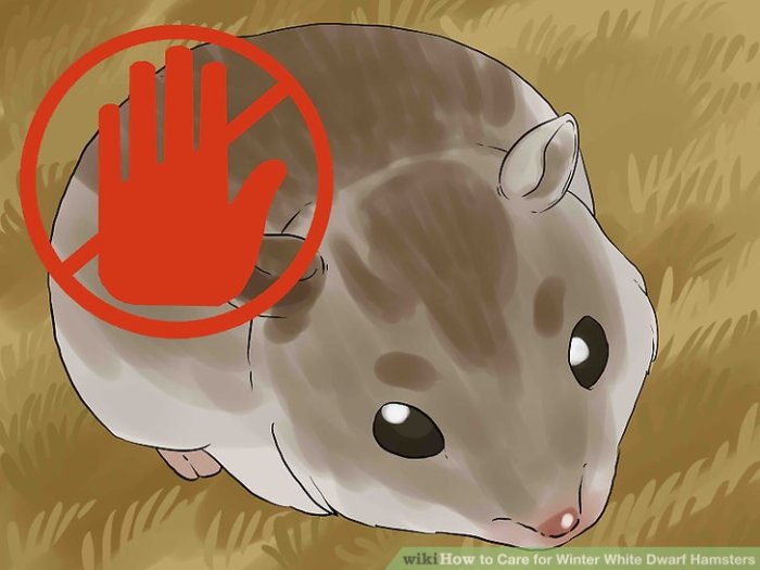 How To Keep A Winter White Dwarf Hamster - Info And Care Guide Care for Winter White Dwarf Hamsters