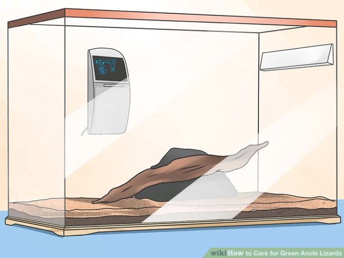 How to Care for Green Anole Lizards: 9 Steps (with Pictures) Care for Green Anole Lizards