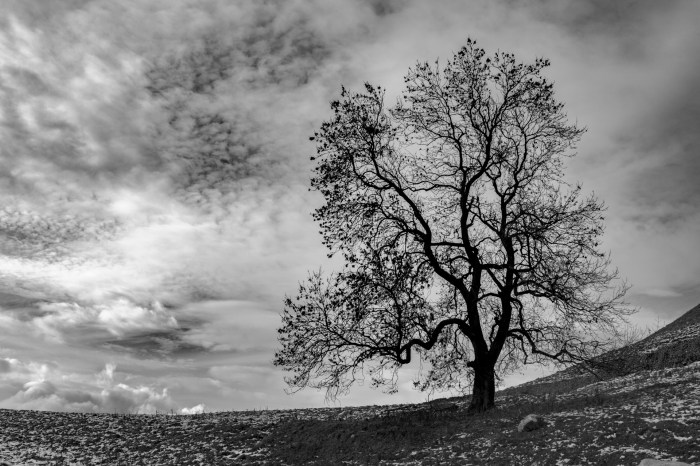Alone Tree Free Stock Photo - Public Domain Pictures Alone together how music festivals like big ears shift the focus to deep listening