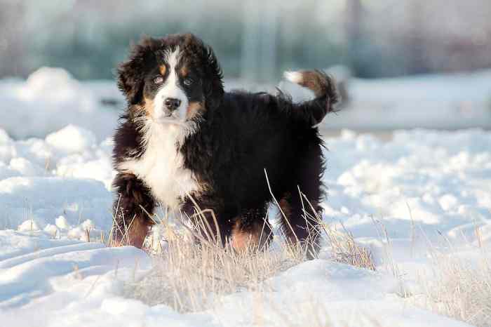 How To Show Groom A Bernese Mountain Dog Groom a Bernese Mountain Dog