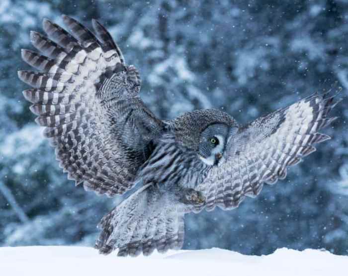 You found a feather? Here's what it means | Feather meaning, Feather ... Grey and White Feather Meaning