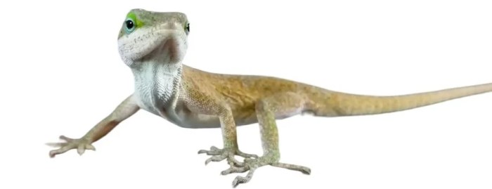 Green Anole - Oddly Cute Pets Care for Green Anole Lizards