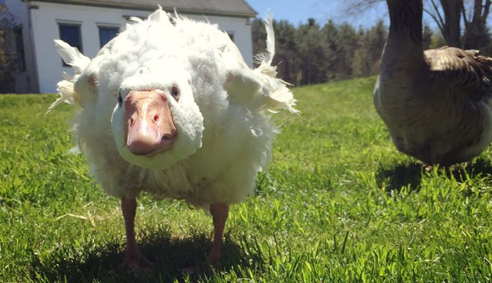 Care for a Goose