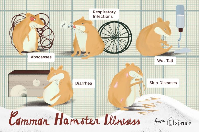 Spot Illness in Hamsters