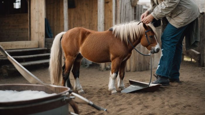 How to Care for a Miniature Horse (with Pictures) - wikiHow Care for a Miniature Horse