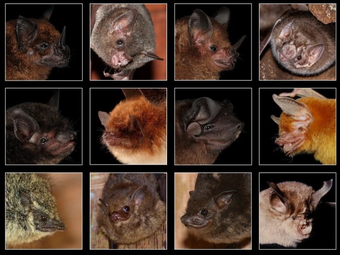 News in brief the bats foreign born royal city deastro