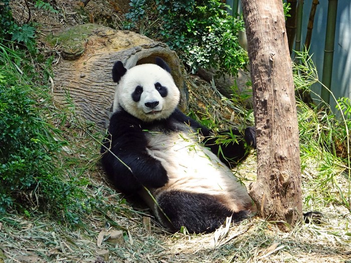 Panda Endangered Rare · Free photo on Pixabay Panda bear last night at the jetty