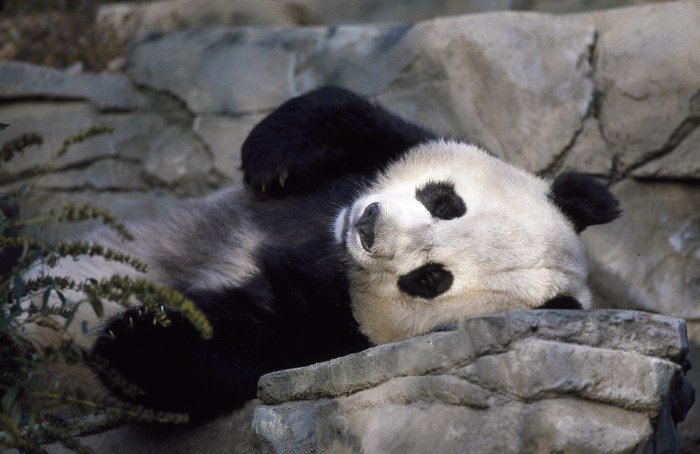 Panda Bear Free Stock Photo - Public Domain Pictures Panda bear last night at the jetty