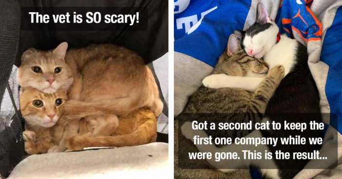 Kitten Befriends Cat and Makes it His Mission to Win Her Over - Love Meow Befriend a Wild Cat or Kitten