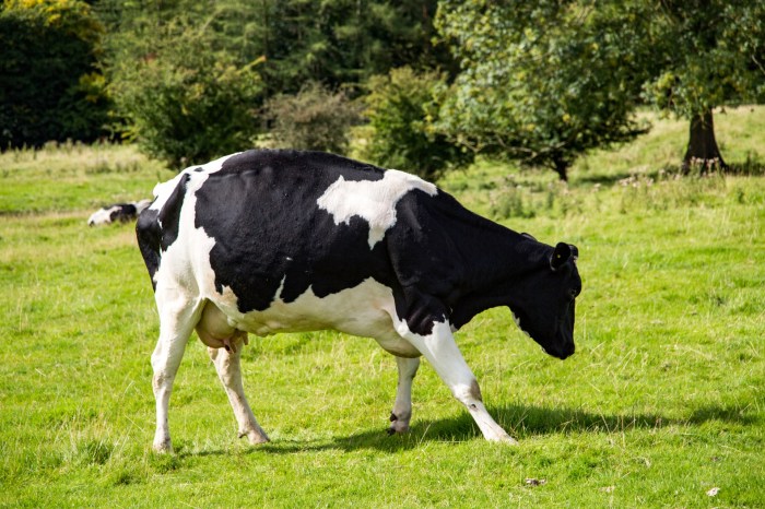 Cow Free Stock Photo - Public Domain Pictures Cow chill out world