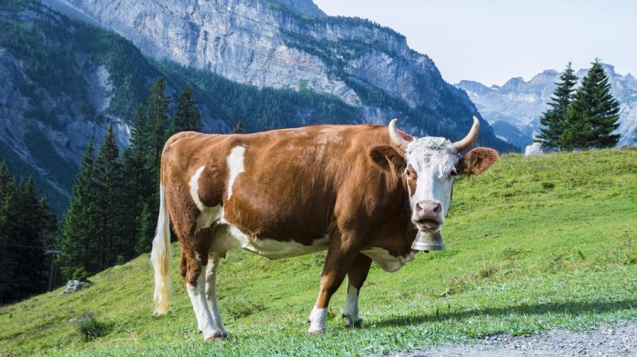 Cow Meadow Pasture · Free photo on Pixabay Cow chill out world