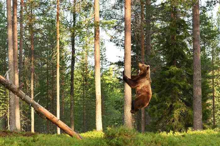 Yes, Grizzly Bears Can Climb Trees! Six Facts to Know About These Bulky ... Chester watson fish dont climb trees