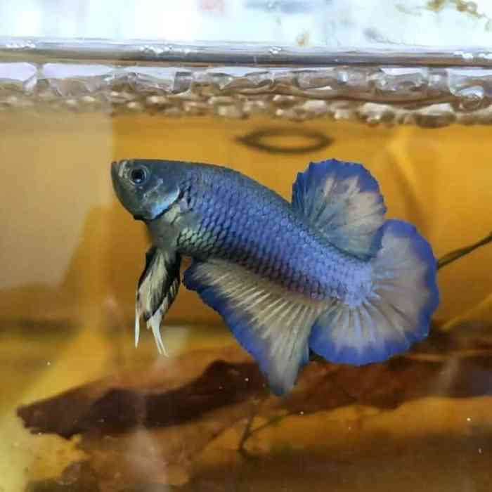 How to Breed Betta Fish? (With Crossbreeding Chart) Selectively Breed Betta Fish